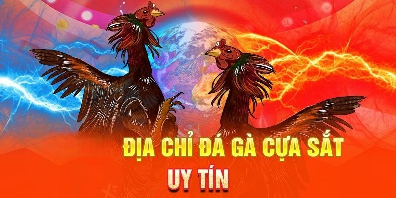 Các thông tin giới thiệu về bộ môn đá gà cựa sắt