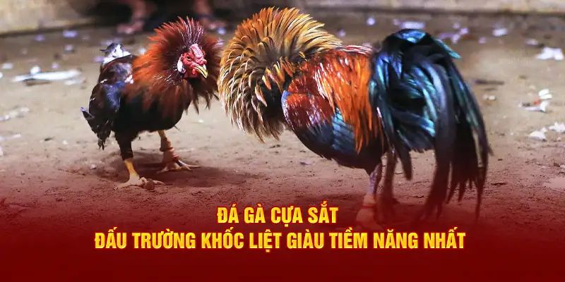 Các thông tin cụ thể diễn ra trận so tài đá gà cựa sắt