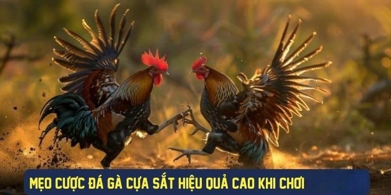 Đá Gà Cựa Sắt Thể Loại Game Giải Trí Được Yêu Thích Nhất 2024