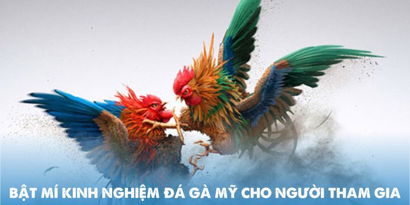 Bật mí kinh nghiệm Đá gà Mỹ cho người tham gia